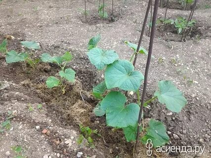 Как сажать огурцы с крапивой