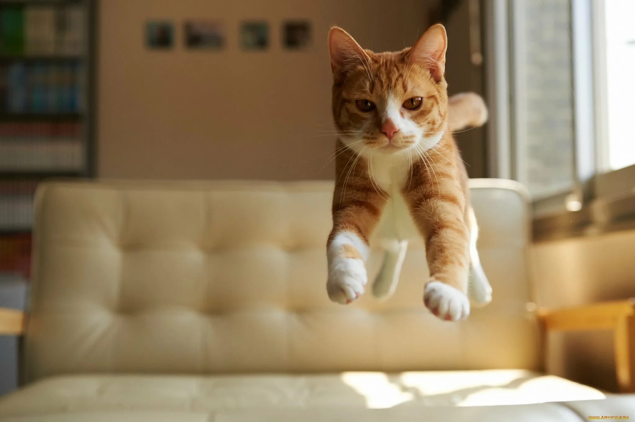 Очень смешной котенок