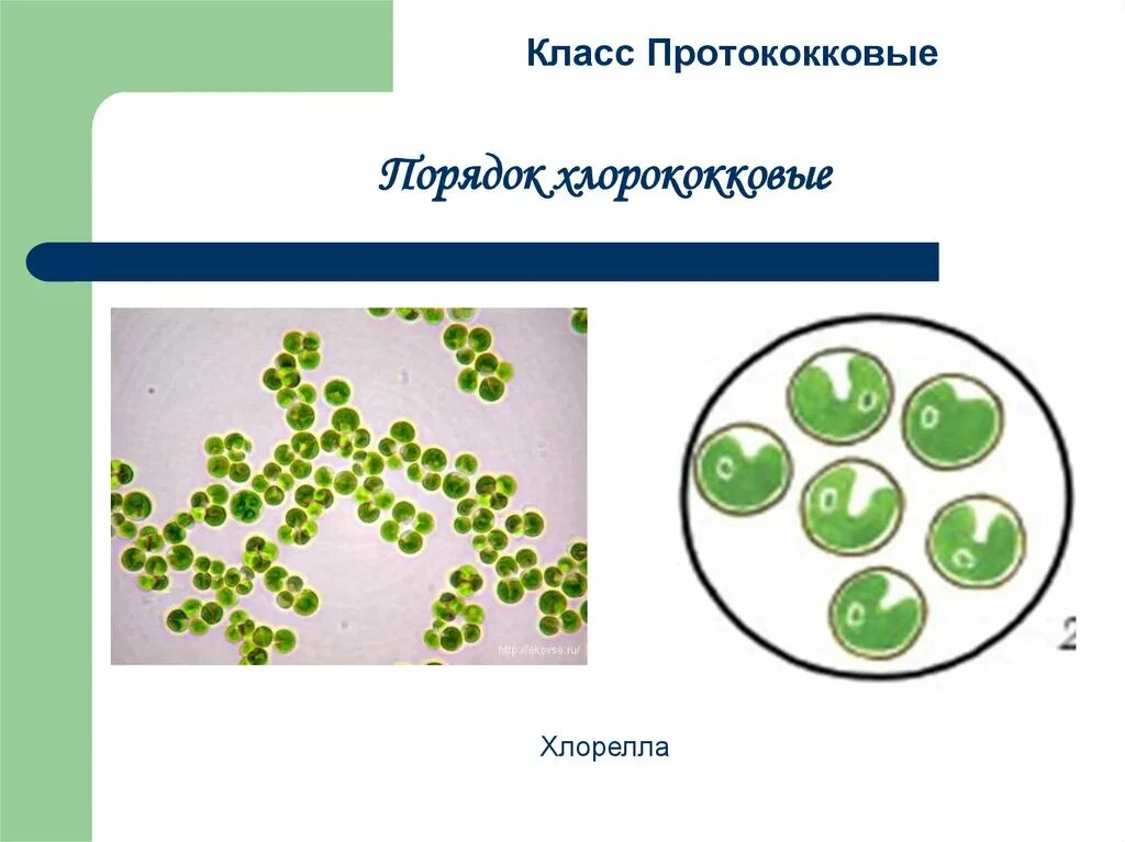 Представители зеленых водорослей 7 класс. Многоклеточные водоросли 6 класс биология. Зеленые водоросли 5 класс биология. Зеленые водоросли 7 класс. Синезеленные водоросли.