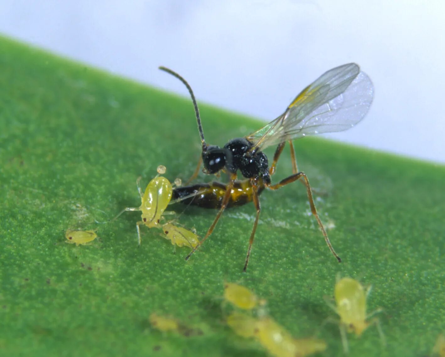 Aphidius colemani. Оса Aphidius colemani. Насекомые энтомофаги наездники. Афидиус энтомофаг. Муравьи наездники