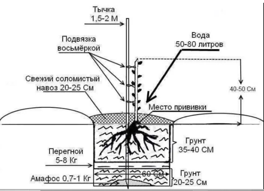 Схема посадки грецкого ореха. Схема посадки саженца грецкого ореха. Грецкий орех посадка саженцев схема. Схема посадки грецкого ореха Чандлер. Способы высадки