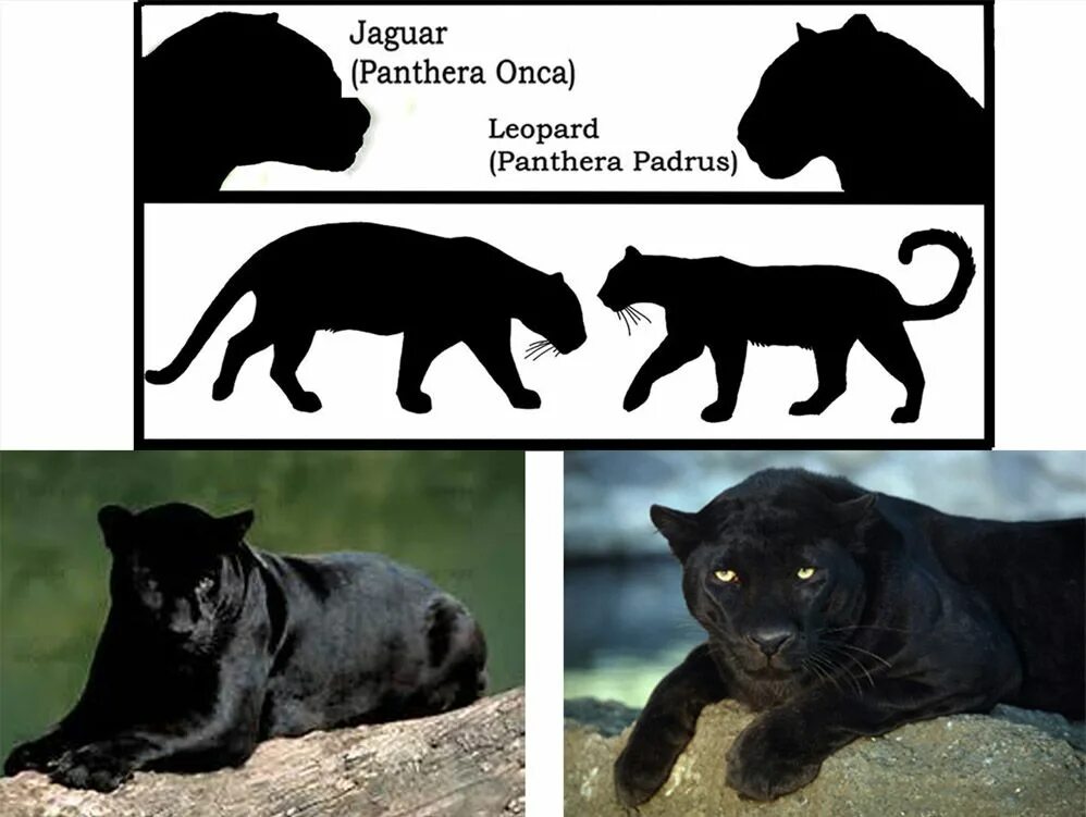 Чем отличается черный. Леопард Ягуар пантера. Пума Ягуар пантера отличия. Ягуар и леопард отличия пантера Пума. Различие пантеры и ягуара.