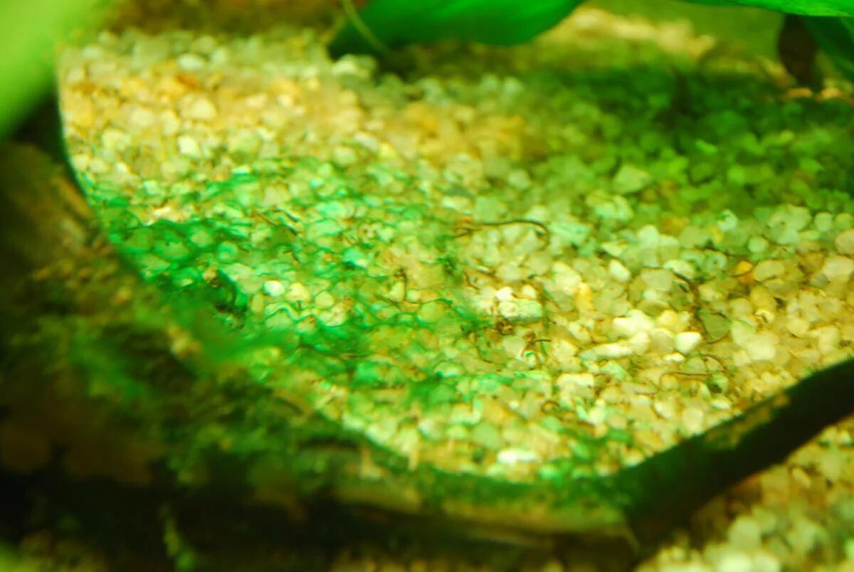 Синезелёные водоросли в аквариуме. Сине-зеленые водоросли цианобактерии в аквариуме. Цианобактерии в аквариуме. Голубые водоросли в аквариуме.