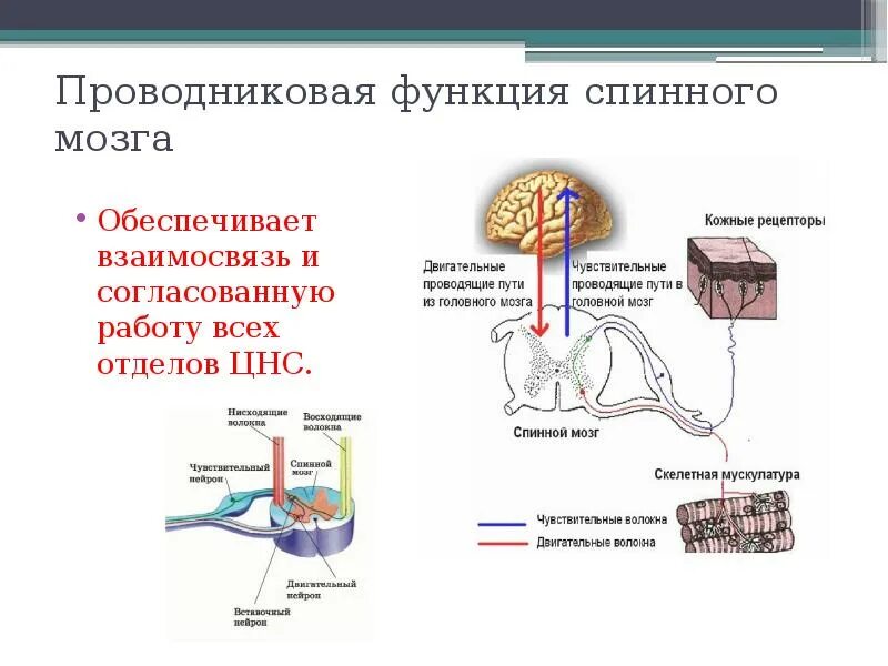 Рефлекторная и Проводящая функции спинного мозга. Рефлекторная и проводниковая функции. Рефлекторная дуга и проводниковая. Проводниковая функция спинного мозга.