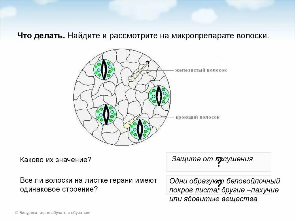 Хлоропласты листа герани. Строение кожицы листа герани. Строение нижней кожицы листа. Строение эпидермиса листа герани. Клетки кожицы листа герани.