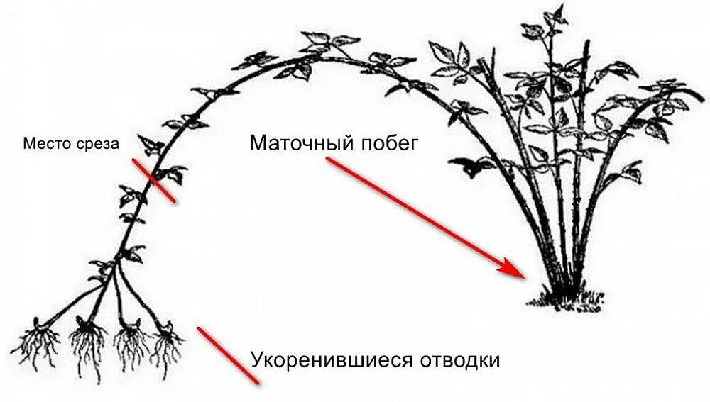 Весенняя обрезка ежевики. Размножение малины Кумберленд отводками. Верхушечные отводки ежевики. Размножение верхушечными отводками. Малина размножается черенками.