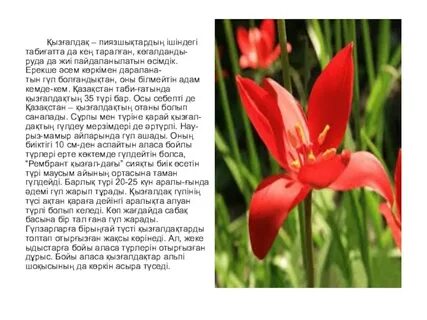 Жігіттер қыздардың кеудесін сорып алады