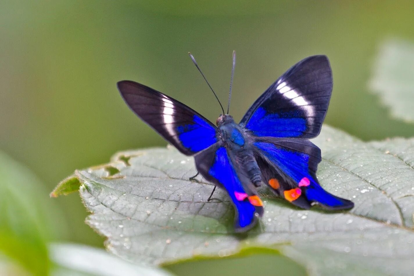 Черно синяя бабочка. Бабочка Rhetus Periander. Риодиниды бабочки. Риодиниды (Riodinidae). Бабочка Бражник синий.