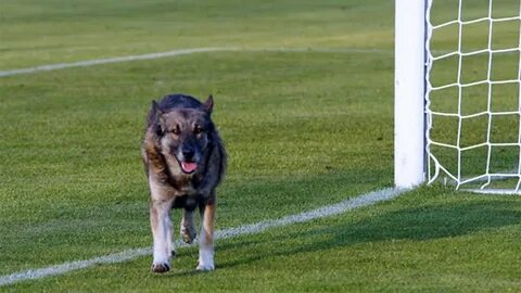 Football dog