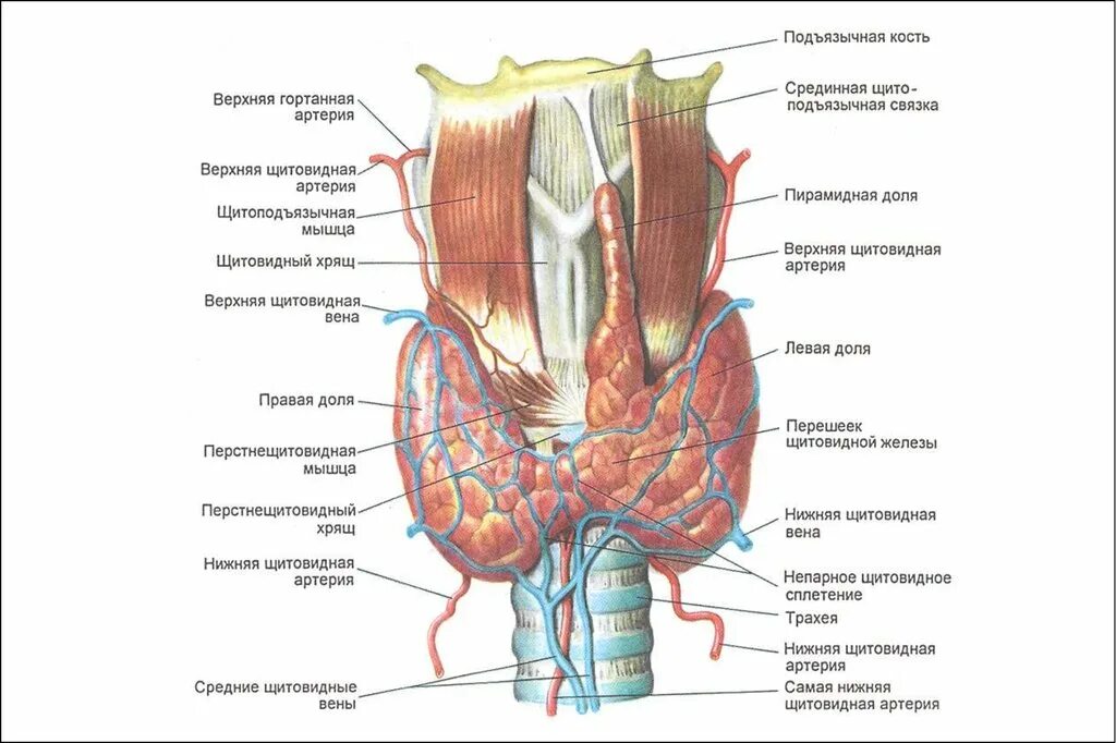 В какой полости расположена щитовидная железа. Щитовидная железа строение анатомия. Анатомическое строение щитовидной железы. Внешнее строение щитовидной железы описание.