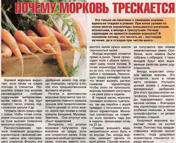 Чтобы морковь быстрее взошла что нужно. Морковь растет рогатая. морковь трескается. почему морковь трескается. рогатая морковь причины.