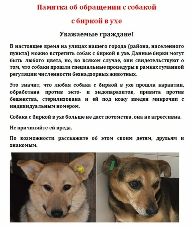 Вешать собак значение. Бирка на ухе у бездомной собаки. собака с биркой в ухе что значит. желтая бирка на ухе у собаки.