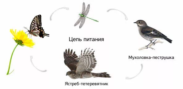 Пищевая цепочка с пчелой. Цепь питания бабочки. Цепь питания бабочки. Цепочка питания птиц. Пищевая цепочка с бабочкой.