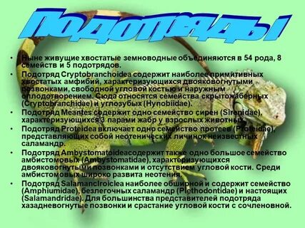 Особенности хвостатых земноводных