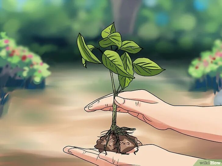 Посадить что нибудь. День «посади что-нибудь» (plant something day). день посади что-нибудь картинки. 19 мая день посадки что нибудь картинки. сажай что-нибудь картинка.