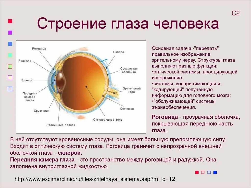 Глаз человека имеет оболочек. Внутренние структуры глазного яблока строение и функции. Строение глаза человека схема с описанием функций. Строение глаза кратко. Строение органа зрения оболочки глаза.