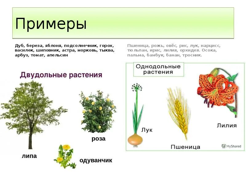 Жизненная форма класса однодольные