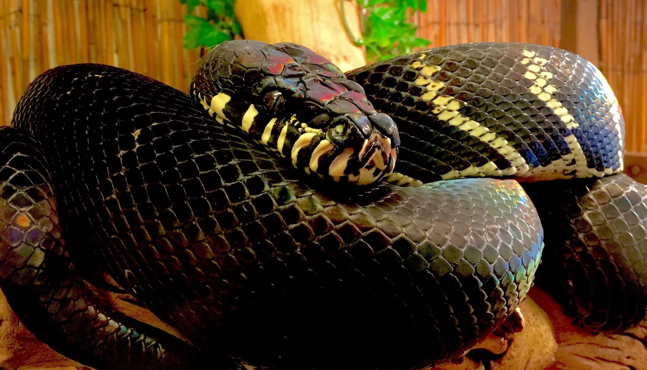 S python s 4 6
