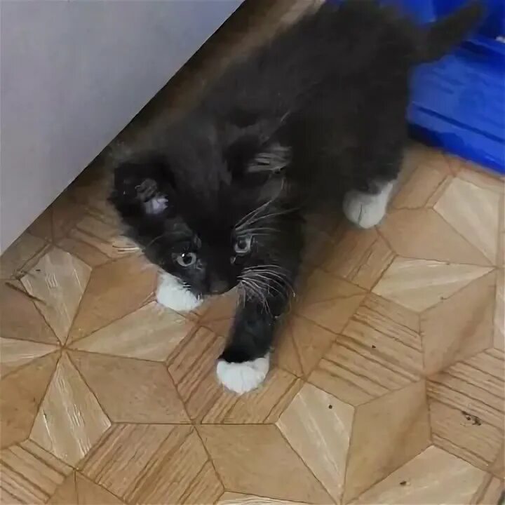 Коты инвалиды. Покажи кошек. Потеряшки барнаул животные кошки. Потеряшки барнаул кошки. Потеряшка барнаул кошки.