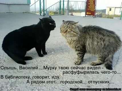 Я не понял ты куда так расфуфырилась