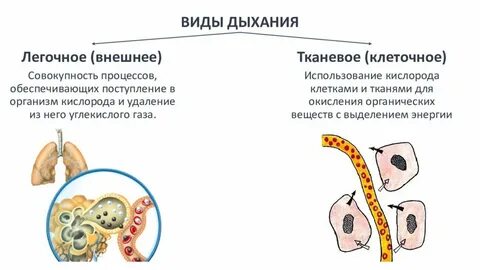 Прямое легочное дыхание