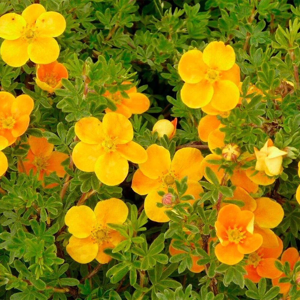 Лапчатка розовая сорта. Лапчатка кустарниковая tangerine. лапчатка кустарниковая танжерин. лапчатка кустарниковая (potentilla fruticosa tangerine). лапчатка кустарниковая танжерин (тангерин).