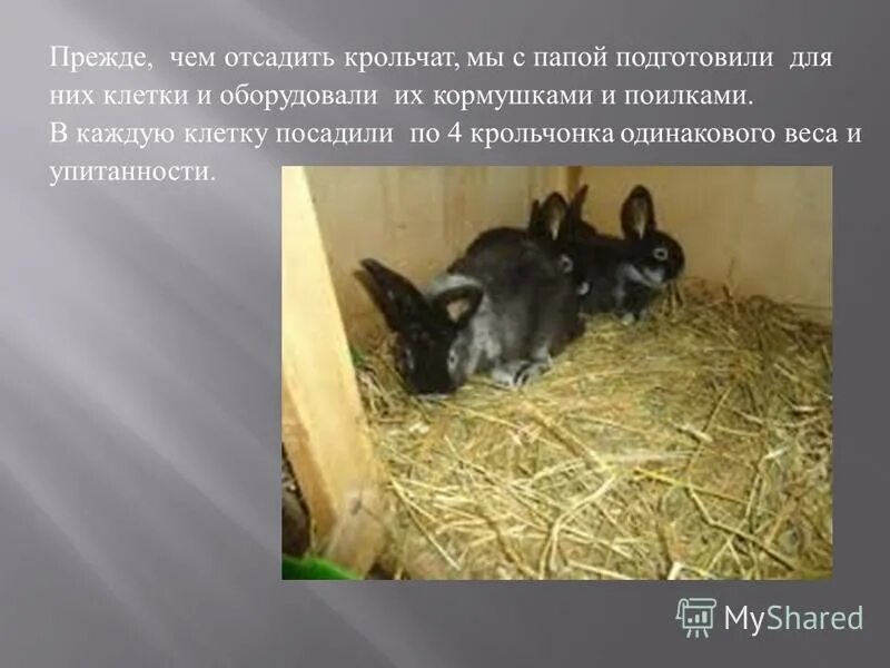 Рацион питания декоративного кролика. С какого возраста можно давать кроликам. Расход кормов на 1 кролика. Рацион декоративного кролика. Питание декоративных кроликов.