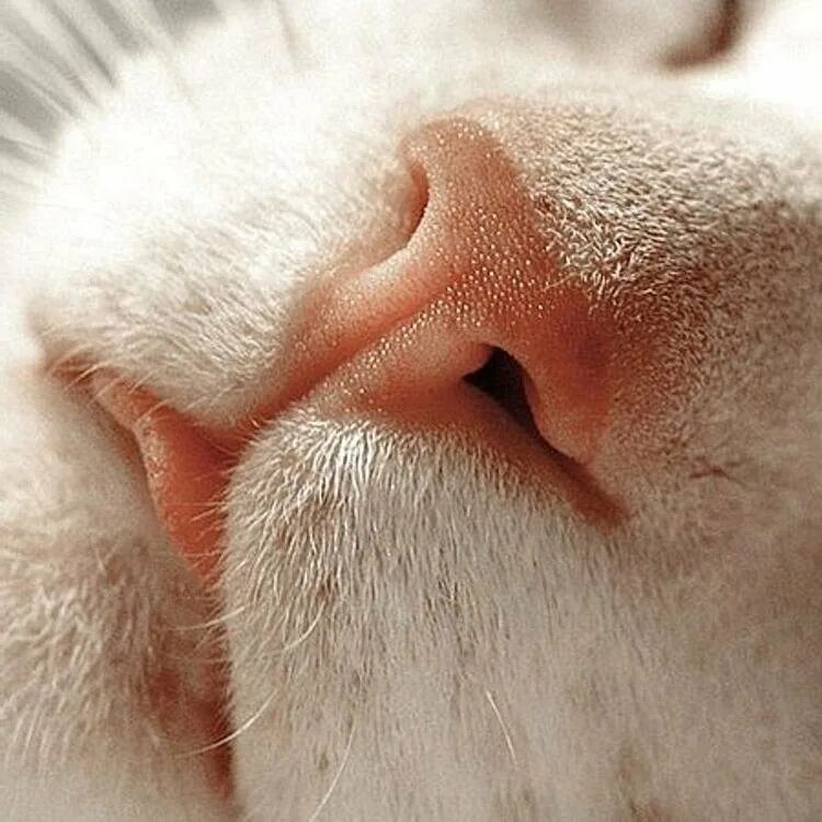 Мокрый нос у кота. Кошачий нос. Носы котов. Нос кота под микроскопом.