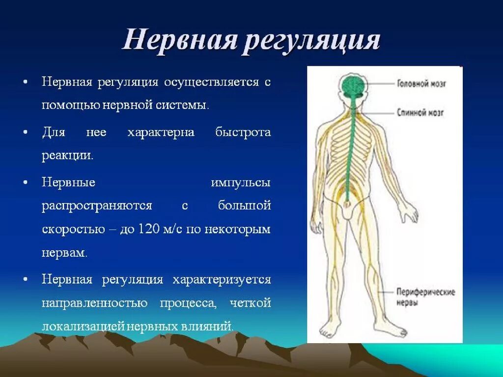 Какую роль играет нервная. Нервная регуляция. Нервная регуляция осуществляется. Нервная регуляция функций осуществляется с помощью. Нервная регуляция схема.