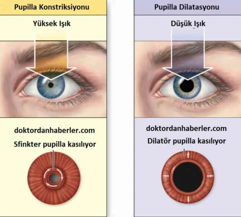 Вид мышечной ткани сужающий расширяющий зрачок глаза. Pupil diameter в офтальмологии. Pupil в биологии.