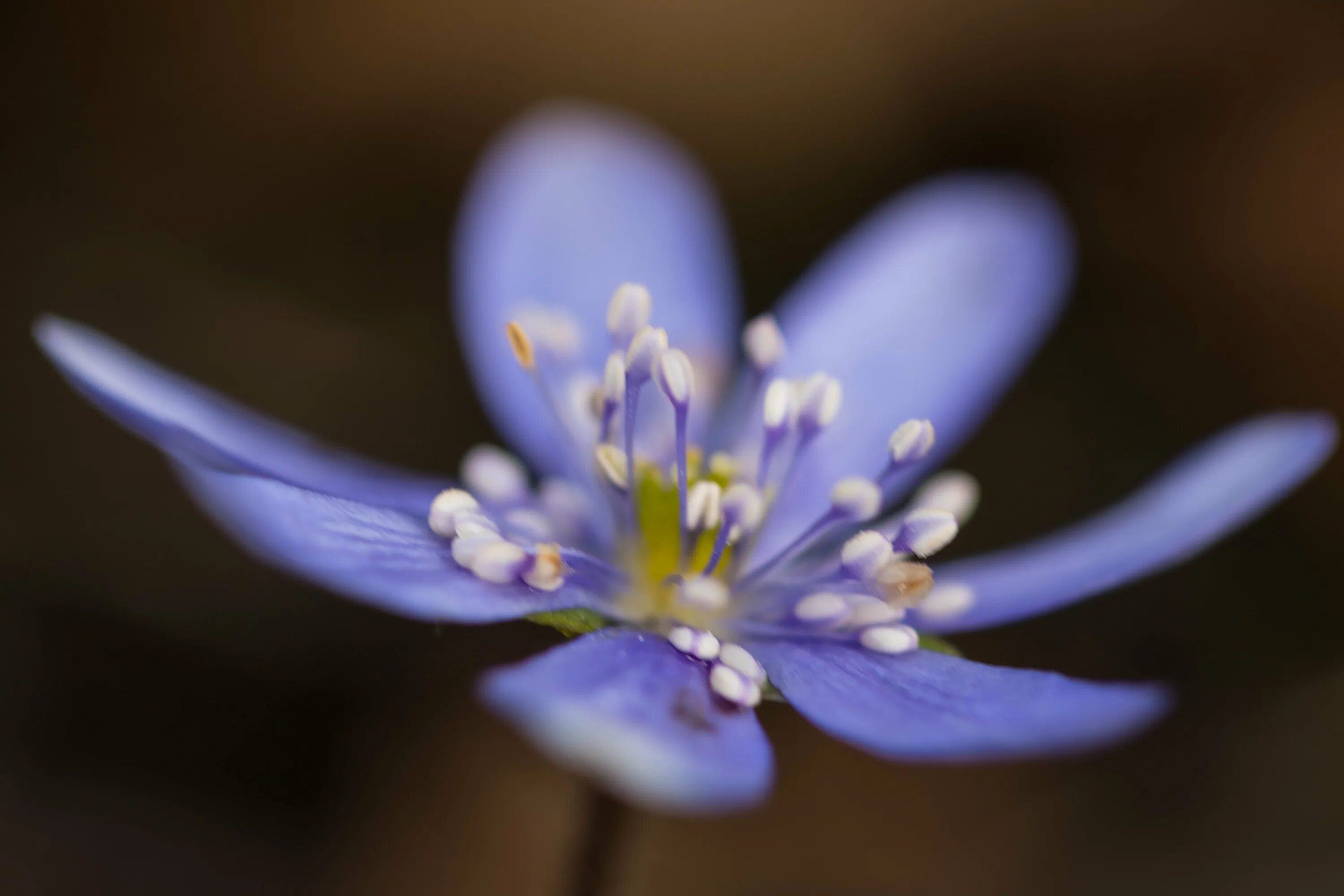 Синий цветок гепатика. Hepatica Spring игра. Красивые фотографии цветка микро. Микро цветы