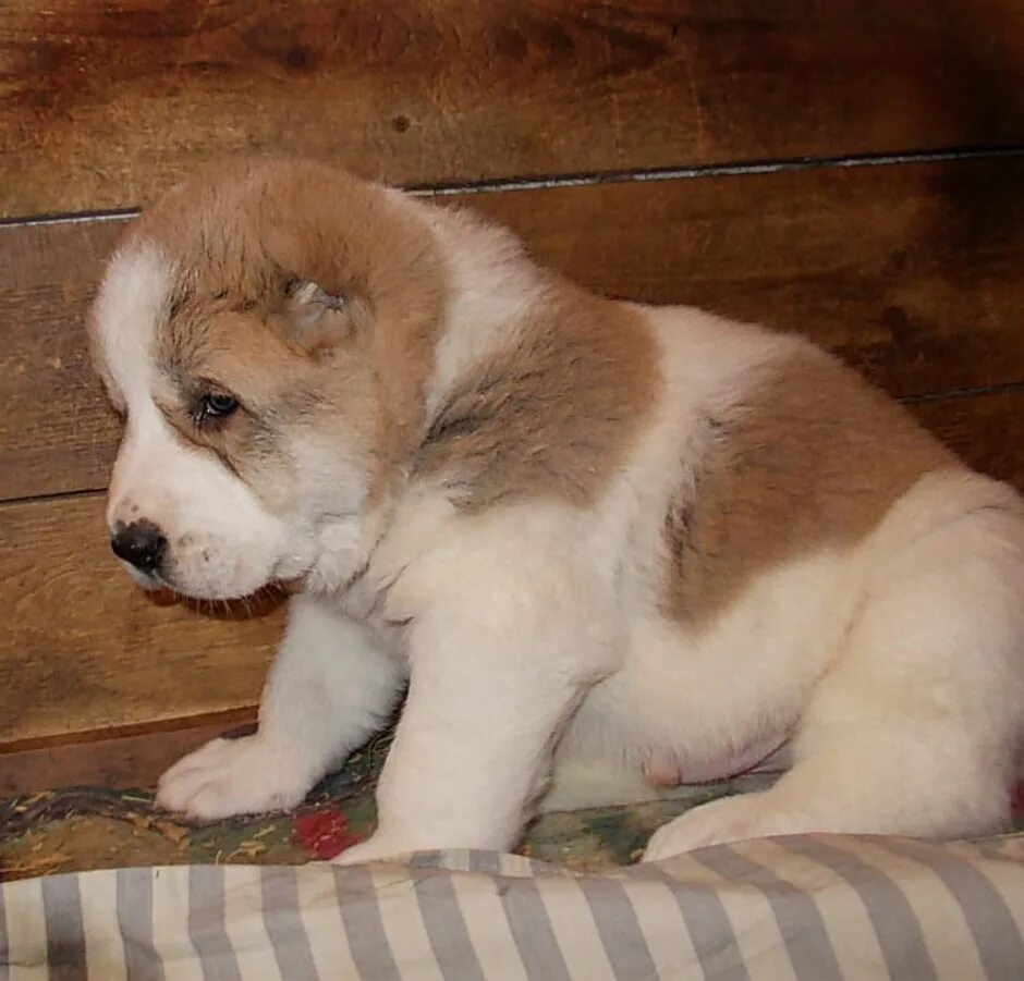 Щенок алабая 1 месяц. Щенки алабая 4 месяца. Алабай собака щенок 2 месяца. Месячные алабай. Щенок алабая 2 месяца.