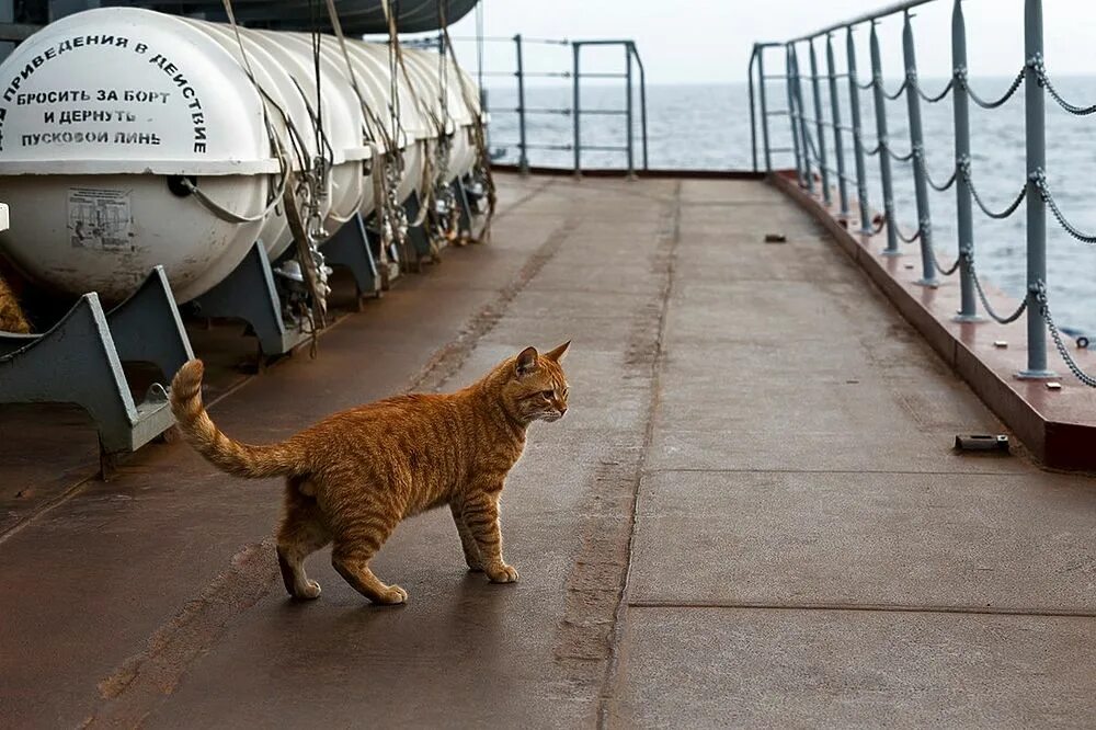 Котов корабль в честь кого назван. Кот с крейсера Москва. Кошка на корабле.