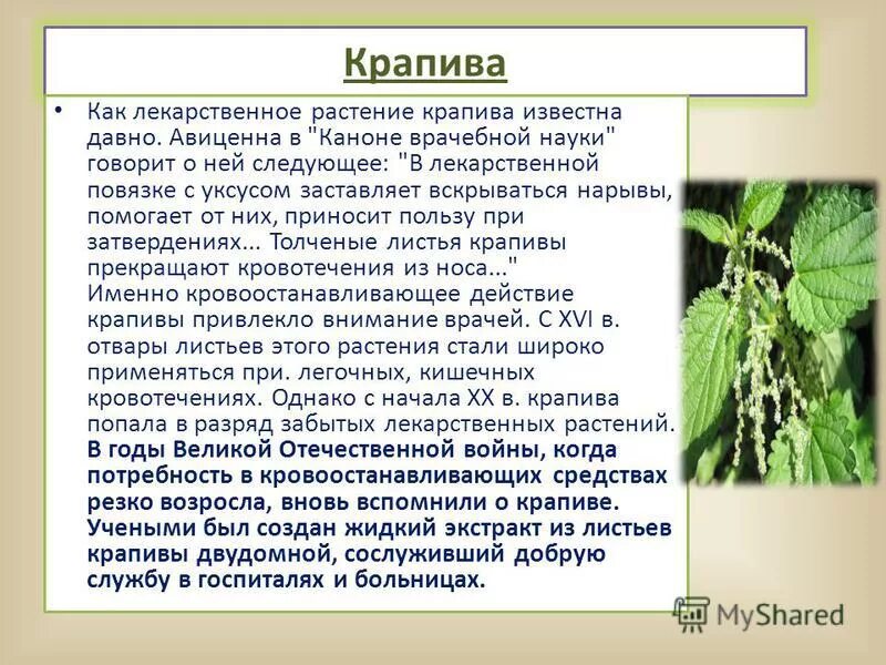 Крапива в научном стиле. Крапива лекарственное растение. Крапива описание. Лечебное растение крап. Крапива для дошкольников.