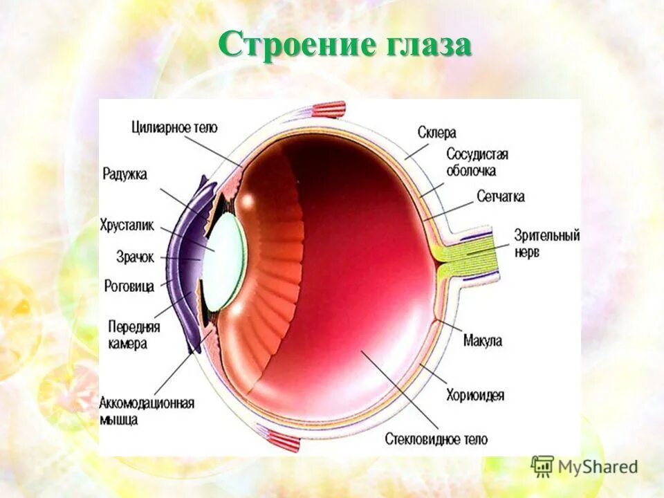 Практическая работа изучение строения органа зрения. Анатомические структуры органа зрения анатомия. Схема устройства глаза человека. Внешнее и внутреннее строение глаза. Строение глаза ЕГЭ биология.