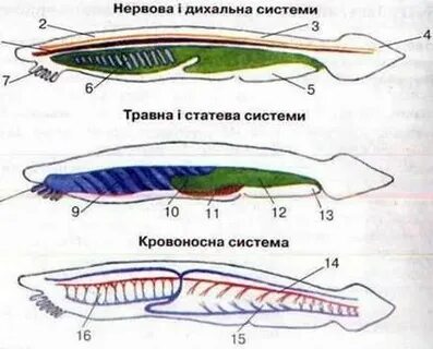 Ланцетник сколько камер