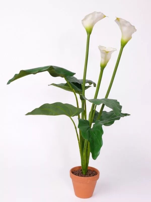 калла overig. алоказия калла эфиопская. калла эфиопская зантедеския. калла (zantedeschia) пако. калла пэшн фрут.