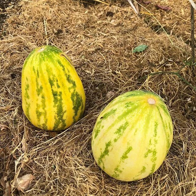 Мечта сибарита огурдыня. Огурдыня манго. Дыня мечта сибарита. Дыня мечта. Дыня мечта сибарита.