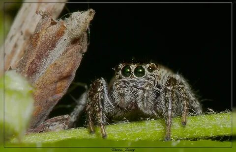 Spider 0