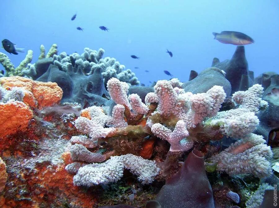 Подводный мир кораллов. Косумель риф. Риф Туббатаха Филиппины. Коралловые рифы Карибского моря. Барьерные рифы Карибского моря.