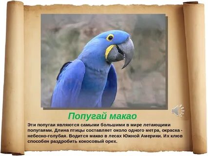 Какой попугай считается