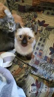 Котята в новороссийске