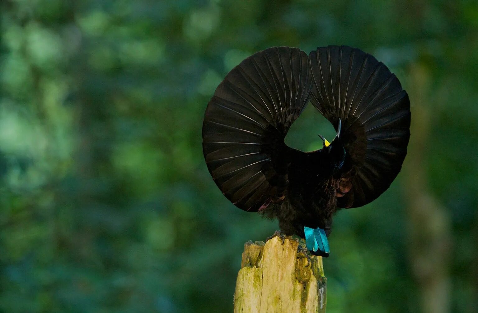 The bird of us. Реггианова Райская птица. Щитоносная Райская птичка. Щитоносная Райская птица Виктории Ptiloris victoriae.