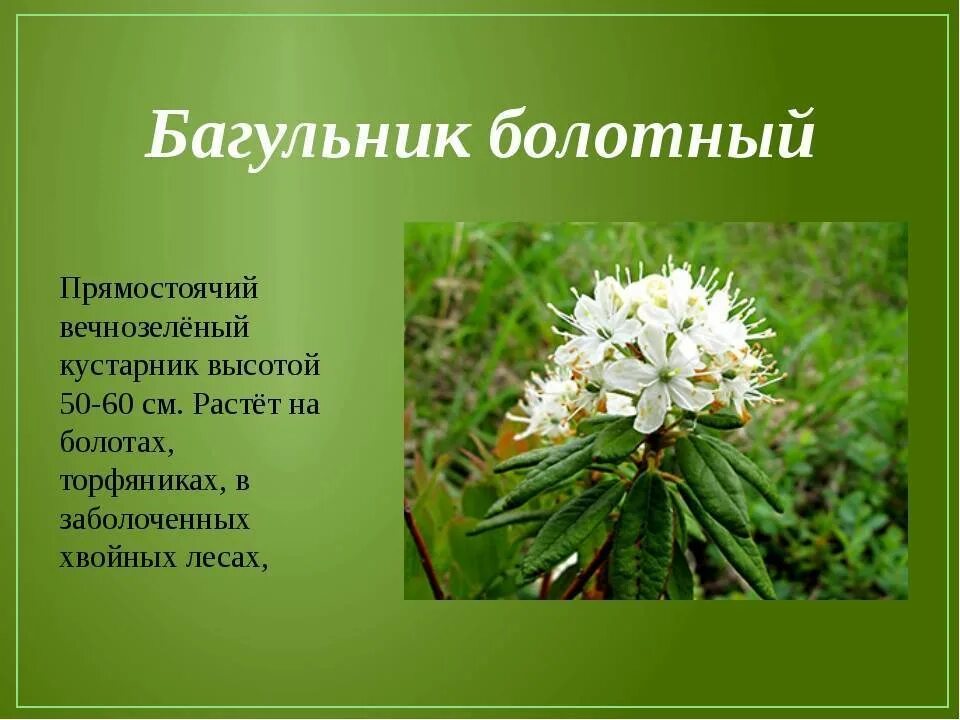 Багульник болотный свойства. Багульник болотный. Багульник (Ledum palustre). 1. Ledum palustre- багульник болотный. Багульник описание растения.