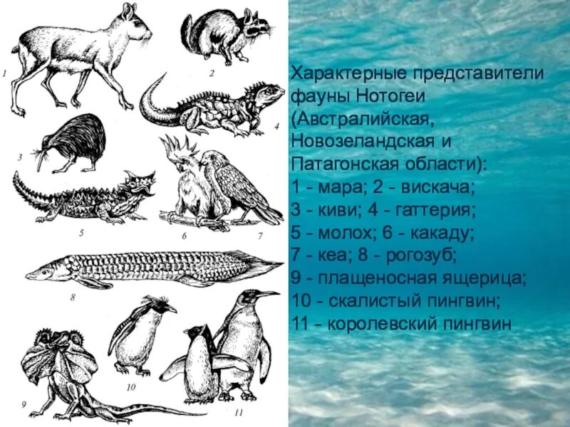 Типичные представители животных. Представители фауны. типичные представители фауны. патагонская область фауна. представители фауны австралии.