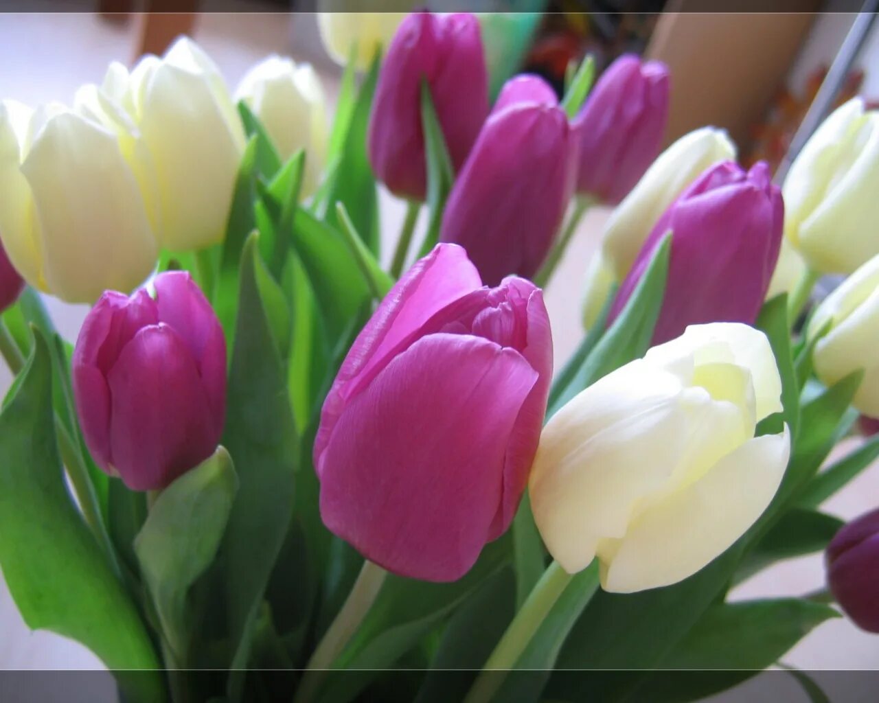 Весенние цветы тюльпаны. Тюльпан март. Тюльпан март. Красивые тюльпаны. Тюльпаны открытка.