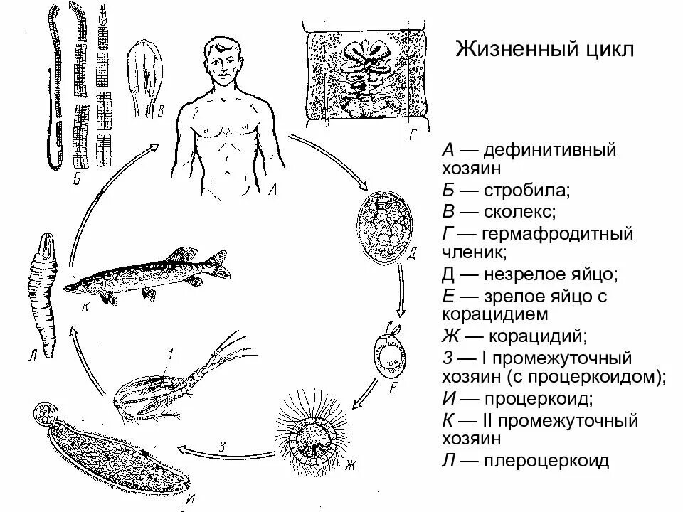 Цикл развития широкого лентеца схема. Жизненный цикл широкого лентеца схема. Жизненный цикл лентеца схема. Широкий лентец жизненный цикл схема.