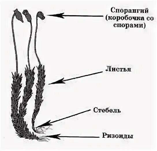ризоиды папоротника. многоклеточные ризоиды. каким номером на рисунке обозначены ризоиды. каким номером на рисунке обозначены ризоиды. коробочка ножка лист ризоиды стебель.