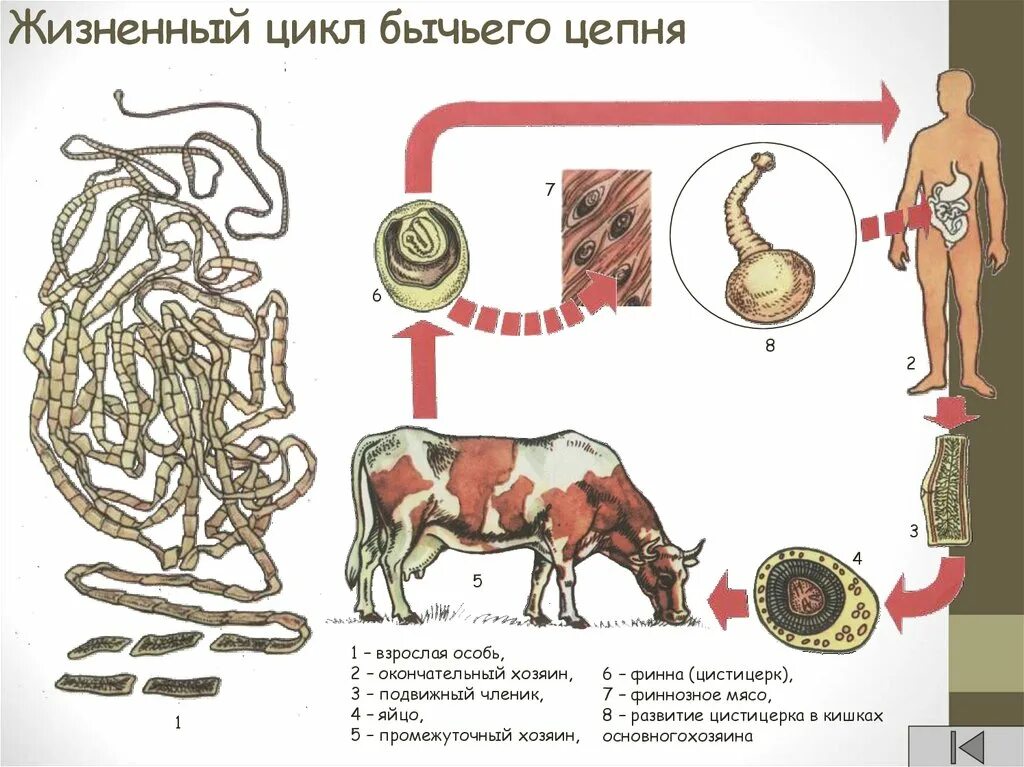 Бычий цепень замкнутая кровеносная система. Цикл бычьего цепня Финна. Ленточные черви цикл развития бычьего цепня. Бычьей цепи жизненный цикл. Жизненный циклбычего цепня.