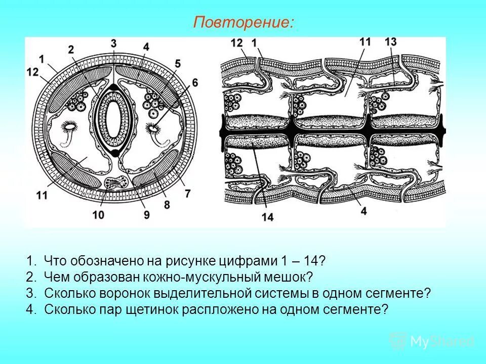 Строение сегмента кольчатых червей. Тип кольчатые черви кожно-мускульный мешок. Строение поперечного среза кольчатого червя. Строение кольчатого червя.